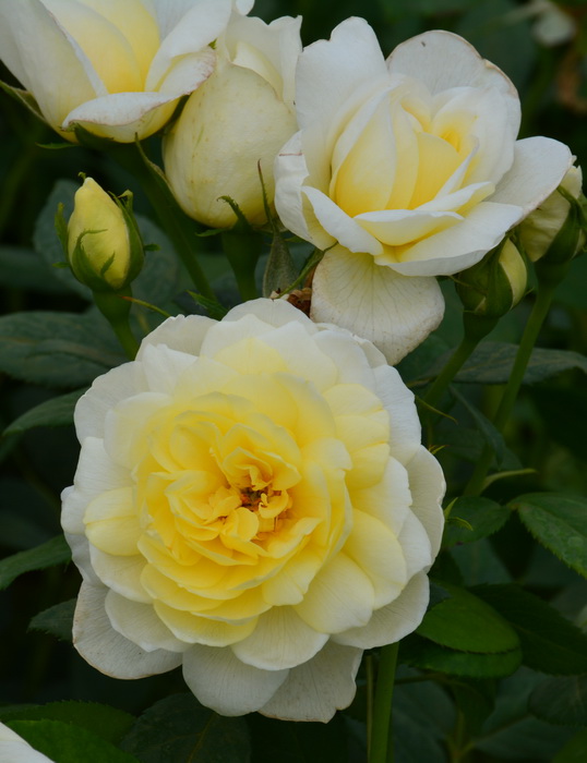 Роза английская `Ванесса Белл`, Rosa (S) `Vanessa Bell`® | Купить ...