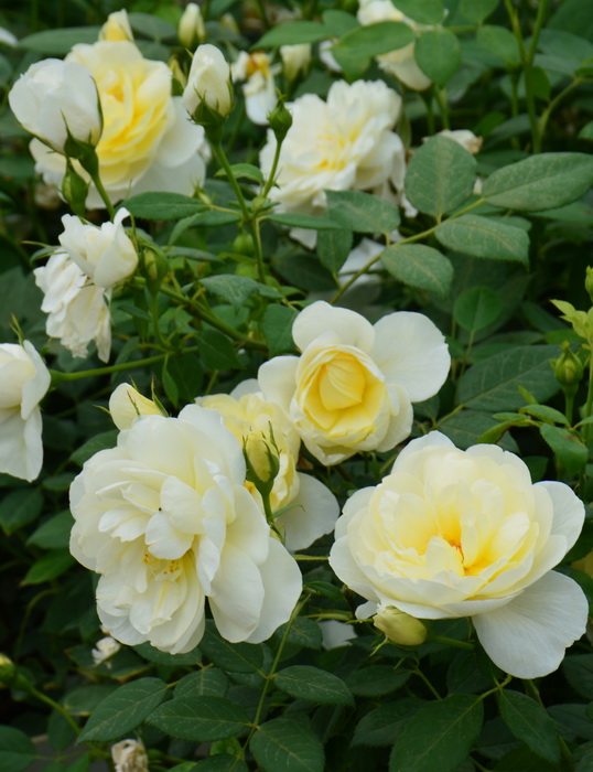 Роза английская `Ванесса Белл`, Rosa (S) `Vanessa Bell`® | Купить ...