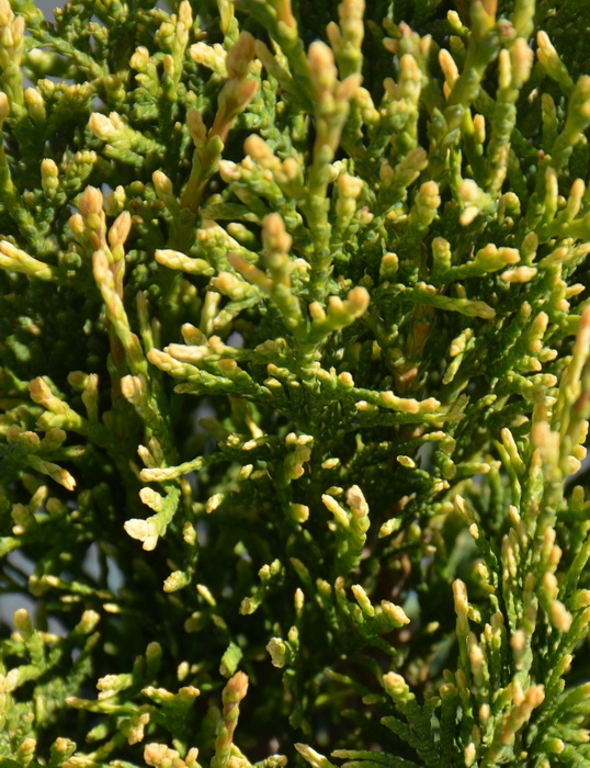 Туя западная `Смарагд Витбонт`, Thuja occidentalis `Smaragd Witbont`
