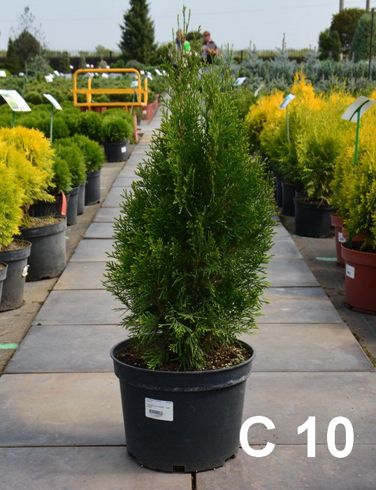 Туя западная `Смарагд Витбонт`, Thuja occidentalis `Smaragd Witbont`