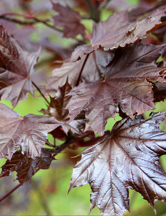 Купить Клен остролистный `Роял Ред`, Acer platanoides `Royal Red`