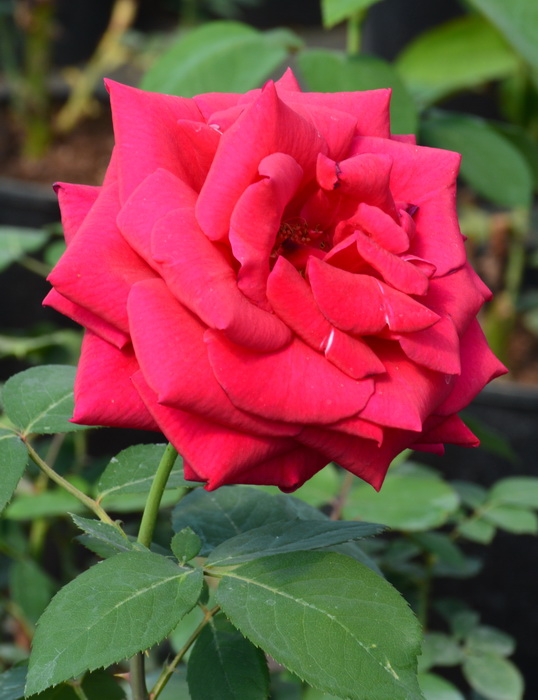 Роза чайно-гибридная `Мистер Линкольн`, Rosa (HT) `Mister Lincoln`