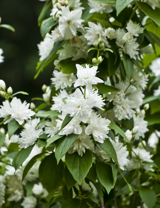 Купить Чубушник `Миннесота Сноуфлейк`, Philadelphus `Minnesota Snowflake`