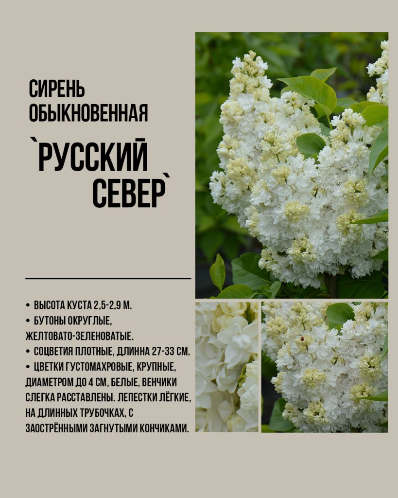 Белая сирень Русский Север, Русская сирень. Белая сирень сорта, белая сирень купить