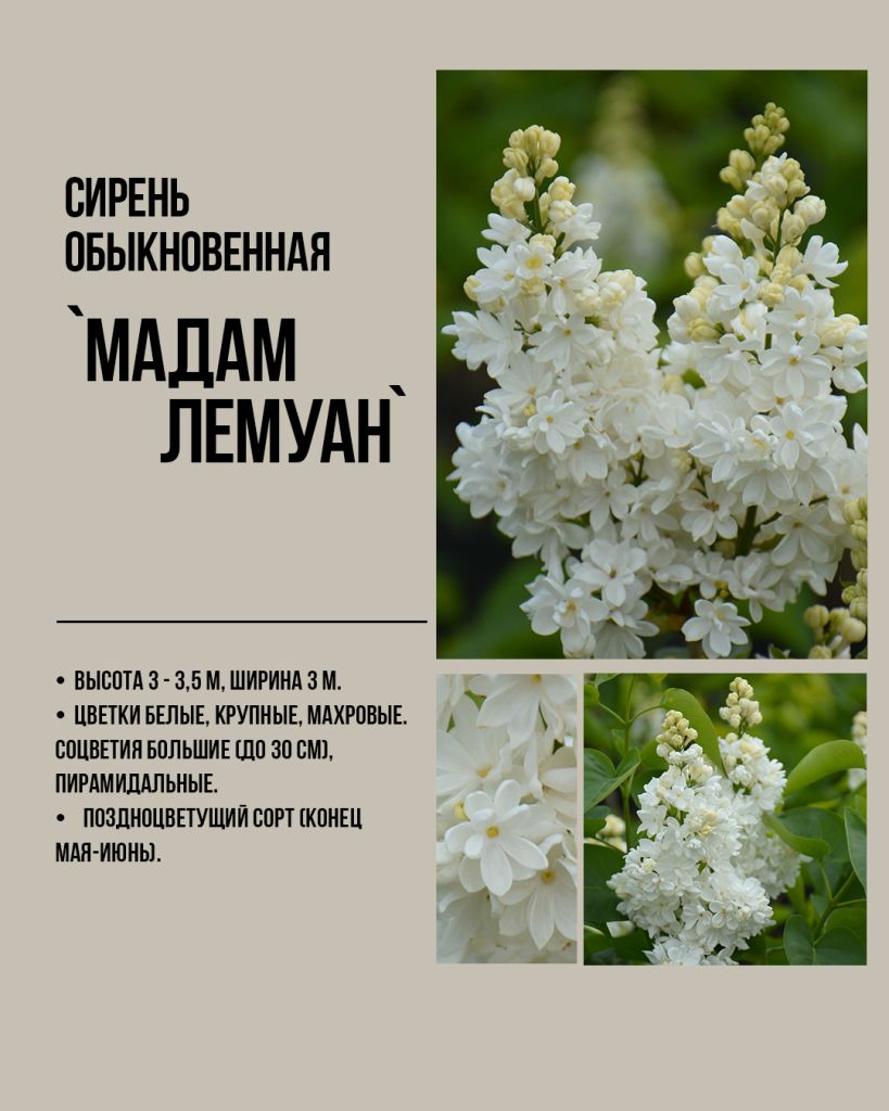 Мадам Лемуан белая сирень, лучшие сорта белой сирени, белая сирень оптом