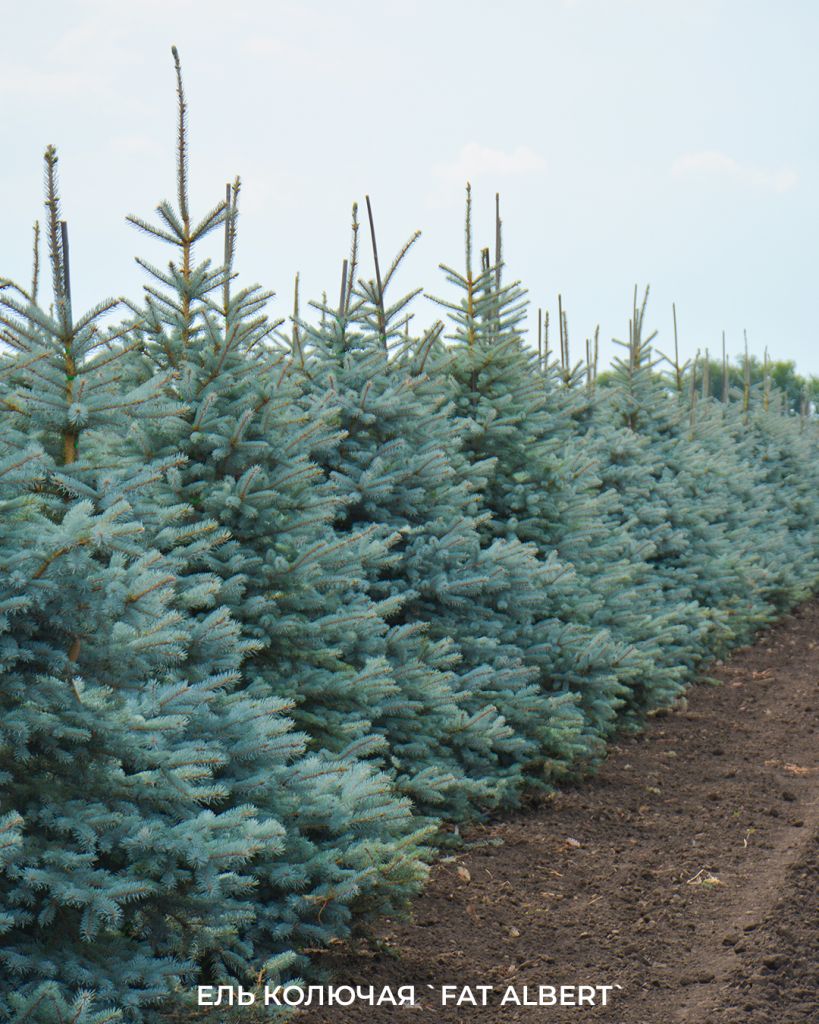 Ель колючая `Фэт Альберт`Фат Альберт, голубая ель, сортовая голубая ель для сада
