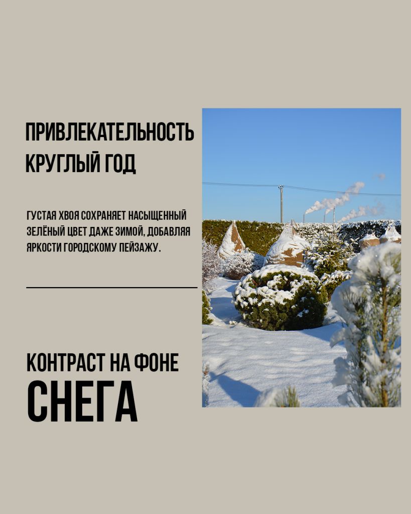 Мугус зимой, сосна горная Мугус зимой, зимнее фото сосны горной Мугус Mughus