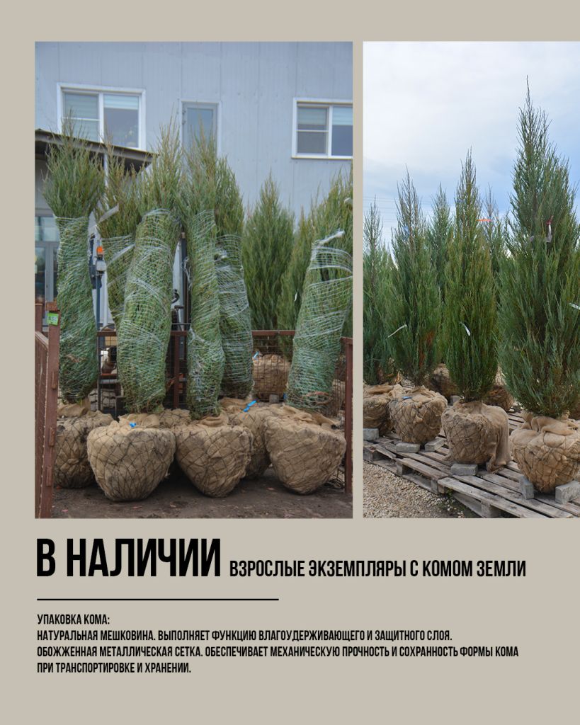 крупномеры оптом скальный можжевельник