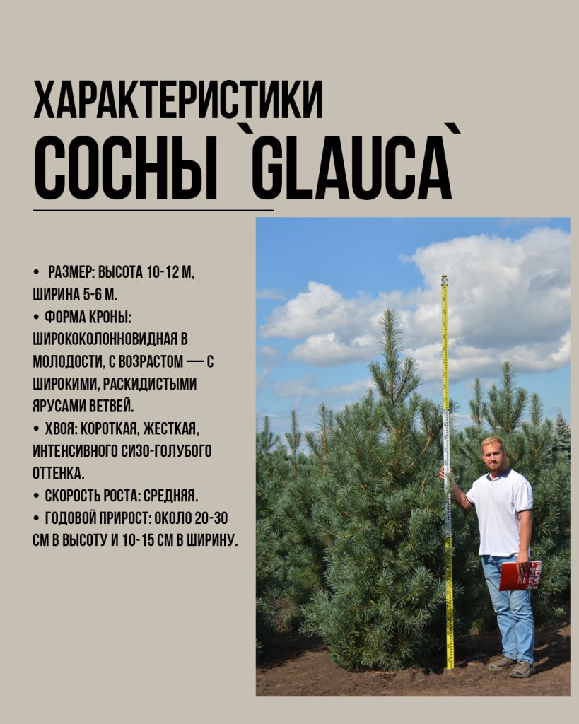 Сосна обыкновенная `Глаука` Pinus sylvestris `Glauca`