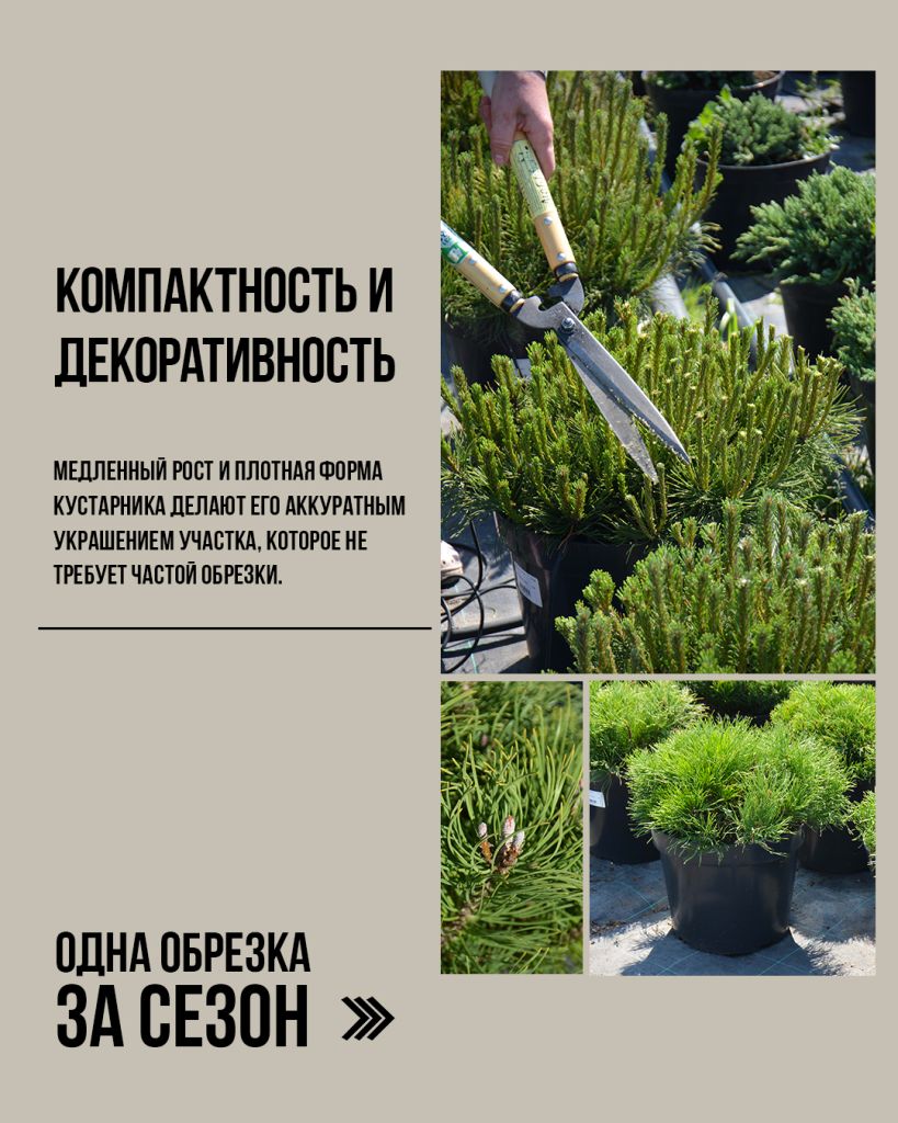 Обрезка сосны Мугус 'Mughus' 