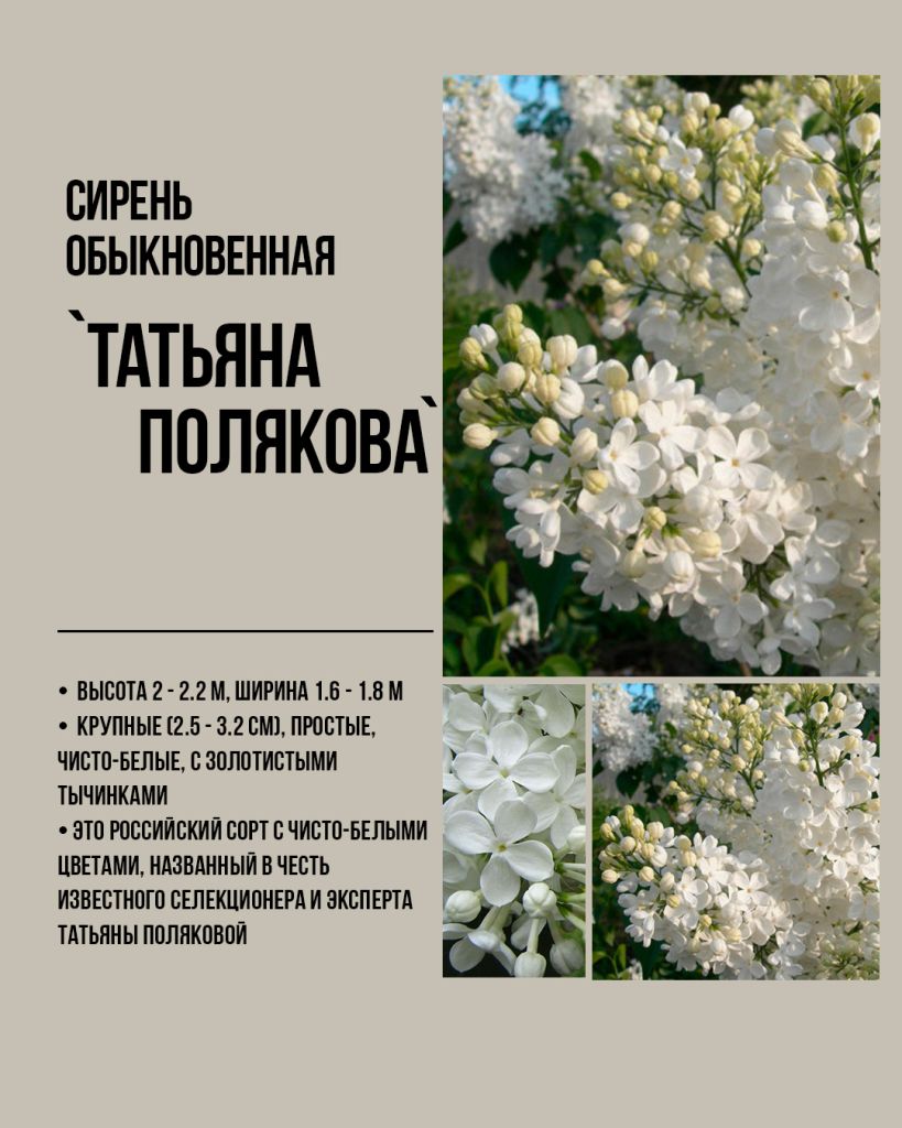 Русская сирень Татьяна Полякова, белая сирень Татьяна Полякова, купить белую сирень оптом