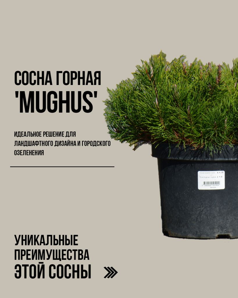 Сосна Мугус, Горная сосна Mughus