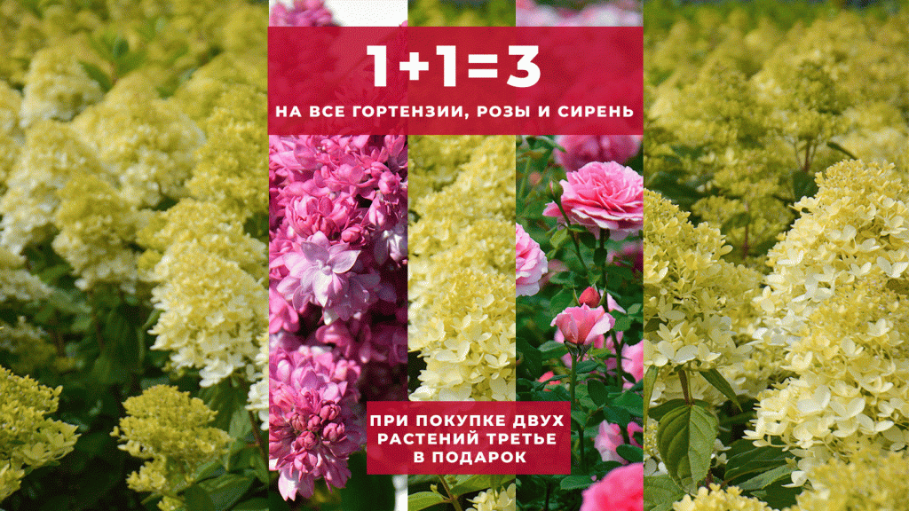Акция на розы, сирень, гортензии. Акция на розы, сирень, гортензии.