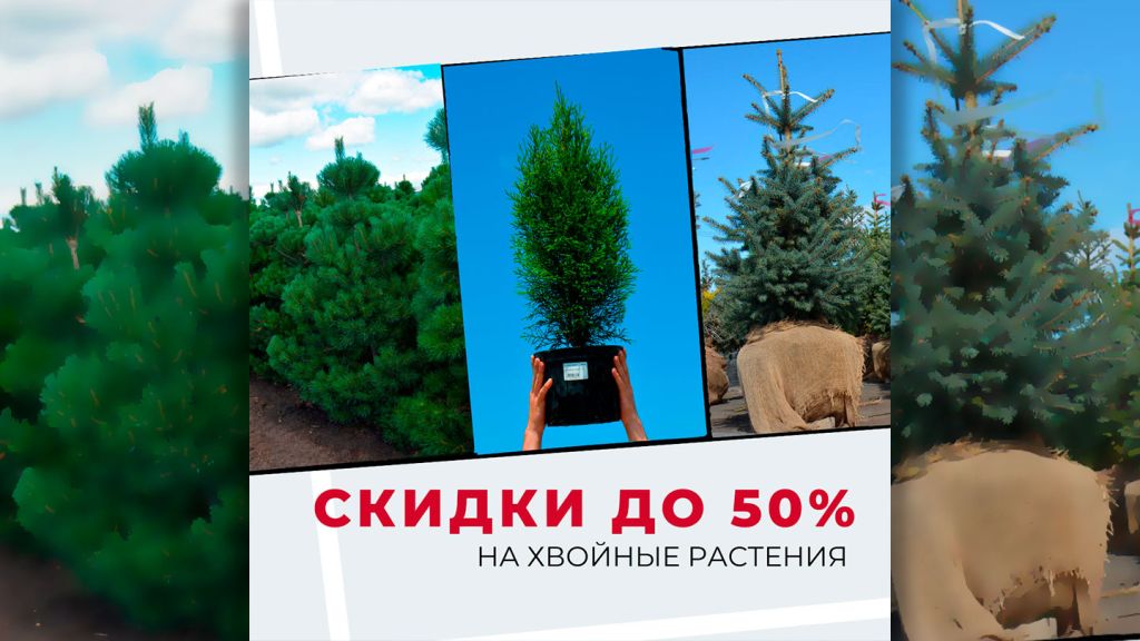 Скидка на сосны обыкновенные и ели Глаука 50% Скидка на сосны обыкновенные и ели Глаука 59%