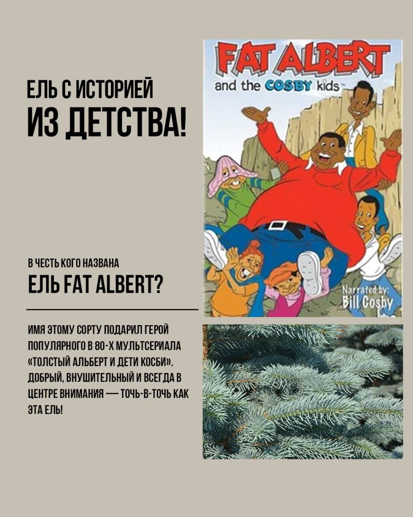 Ель фат Альберт, ель фэт Альберт, голубая ель, Fat Albert, ель колючая, голубая елка для сада, купить голубую ель оптом, голубые сортовые ели