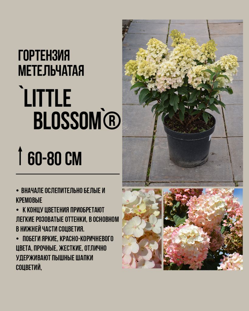 Литл блоссом Little Blossom