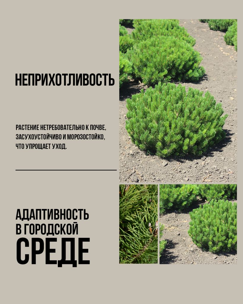 Горная сосна Мугус