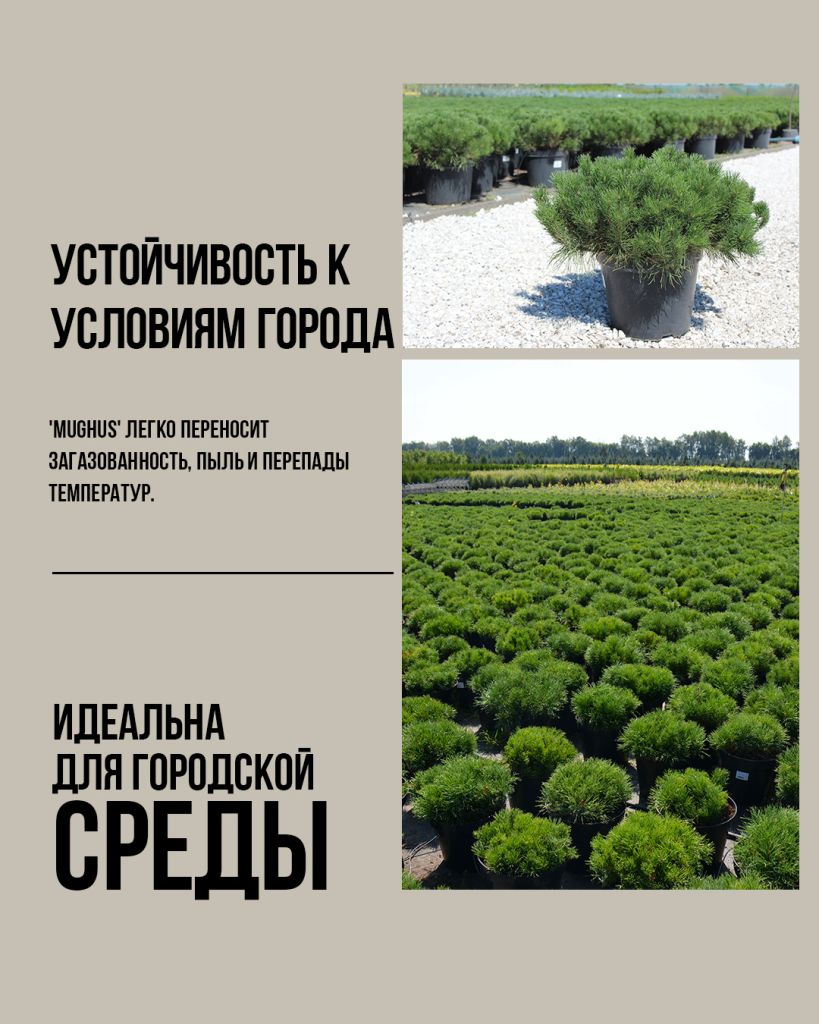 Сосна Мугус в городском озеленении, Сосна Устойчивость к условиям города: 'Mughus'