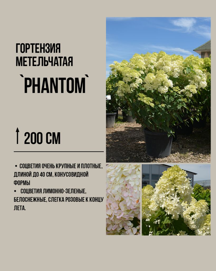 Гортензия метельчатая 'Фантом' (Hydrangea paniculata Phantom) с огромными белыми соцветиями и медовым ароматом. Сорт для солитерной посадки и оптового озеленения.