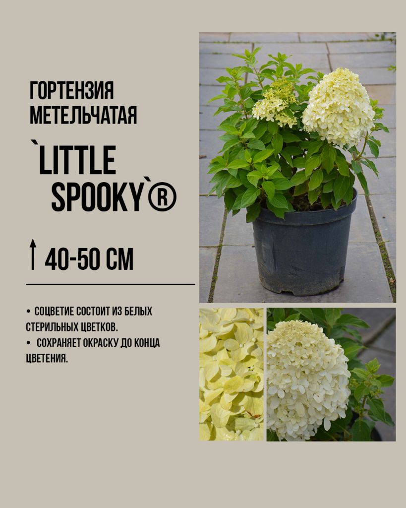 Гортензия метельчатая `Литтл Спуки`, Hydrangea paniculata `Little Spooky`