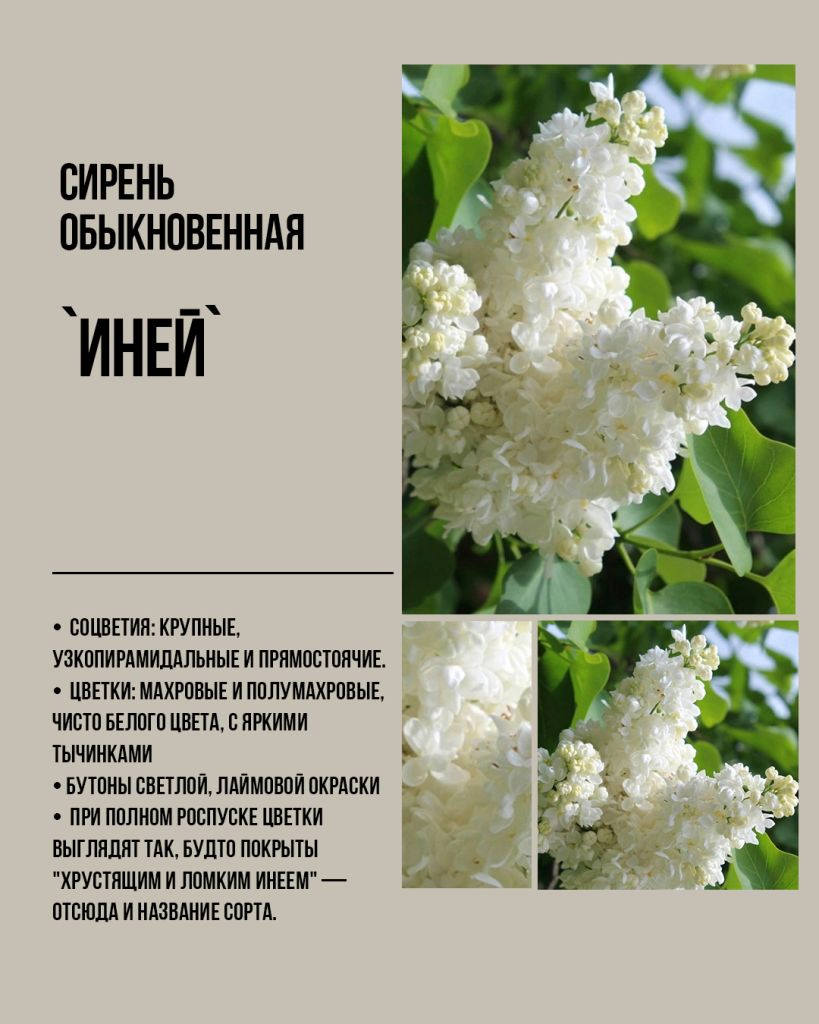 Белая сирень Иней купить оптом, саженцы белой сирени, лучшие сорта белой сирени, топ сортов белая сирень иней. Русская сирень