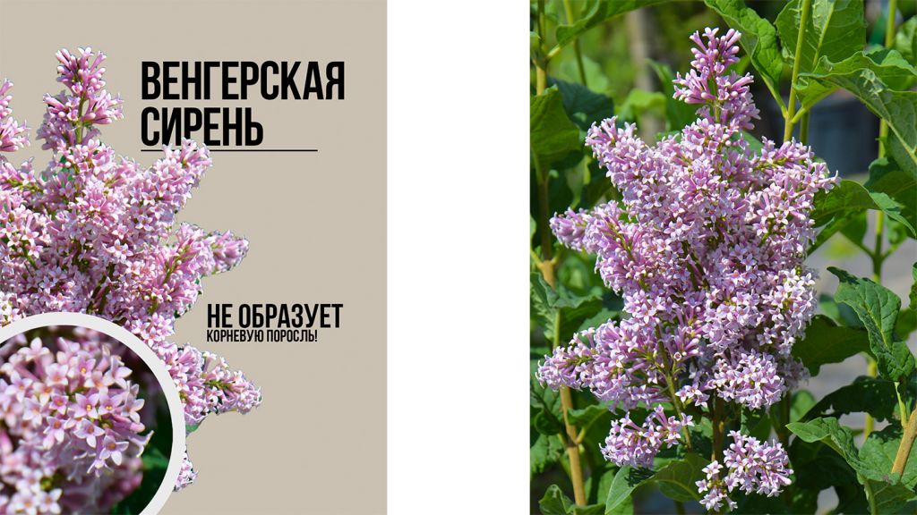 Syringa josikaea Сирень Венгерская Венгерка сирень оптом Syringa josikaea Сирень Венгерская Венгерка сирень оптом