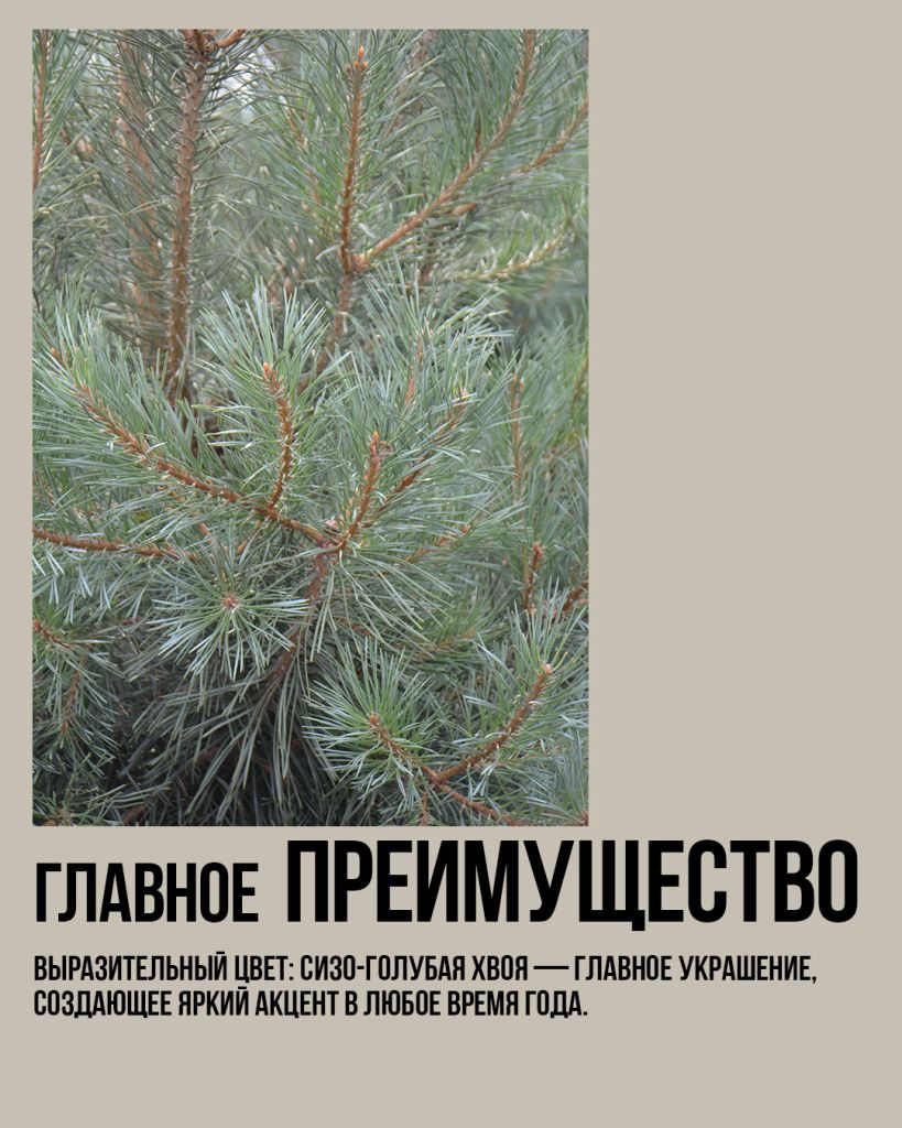 Сосна Глаука, сосна с голубыми иголками