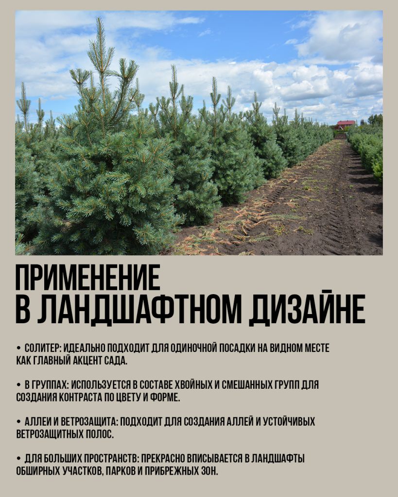 Сосна обыкновенная `Glauca`