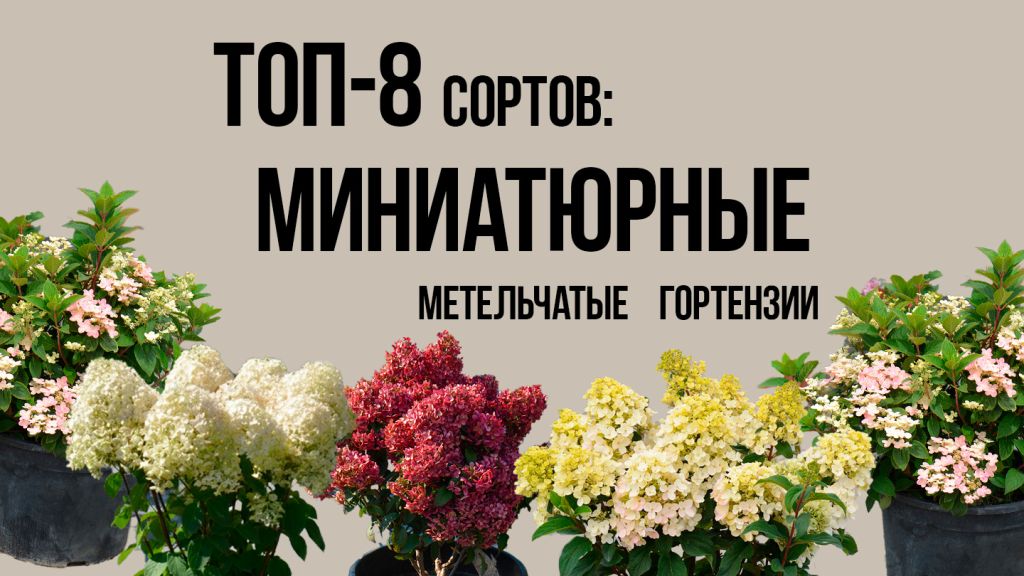 Миниатюрные метельчатые гортензии лучшие сорта