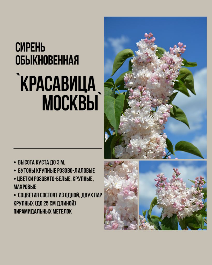 Белая сирень Красавица Москвы. Саженцы белой сирени, белая сирень купить, белая сирень лучшие сорта.