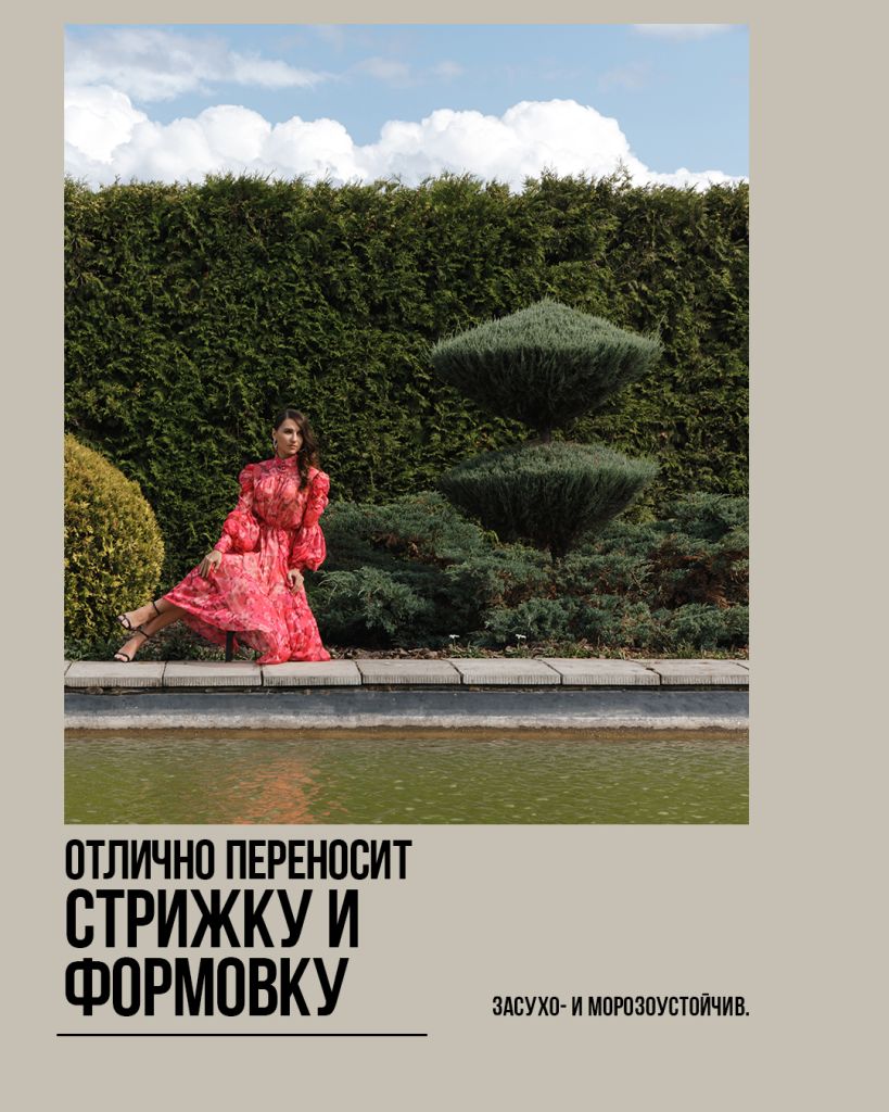 Blue Arrow, блю эрроу можжевельник скальный