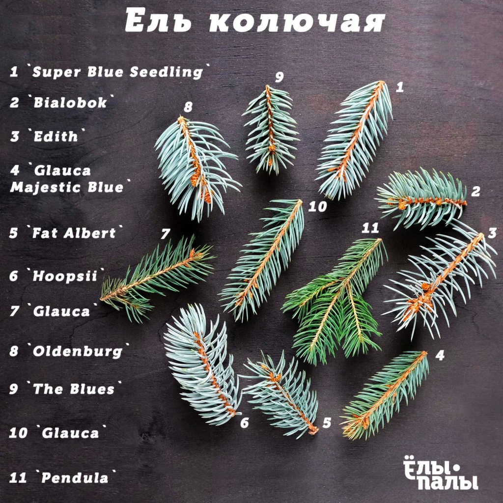 Сорта ели. Ель сортовая