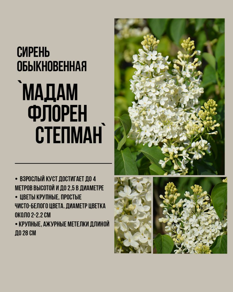 Сирень обыкновенная `Мадам Флорен Степман`Syringa vulgaris `Mme Florent Stepman` Сорт белой сирени, белая сирень лучшие сорта, белая сирень купить оптом