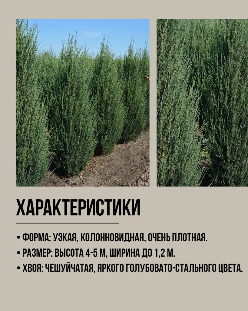 Блю эрроу характеристики