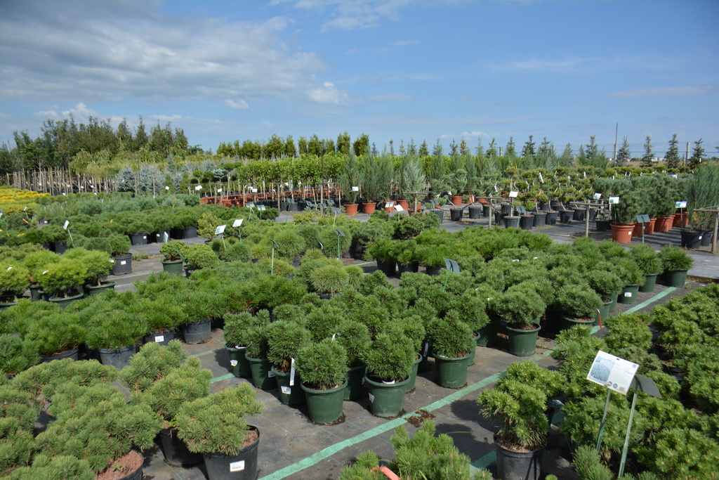 Pinus mugo_2021.07