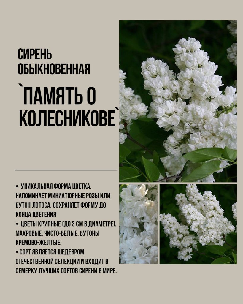 Белая сирень оптом, саженцы сирени оптом, сирень белая опт, купить оптом сирень. Русская сирень Память о Колесникове