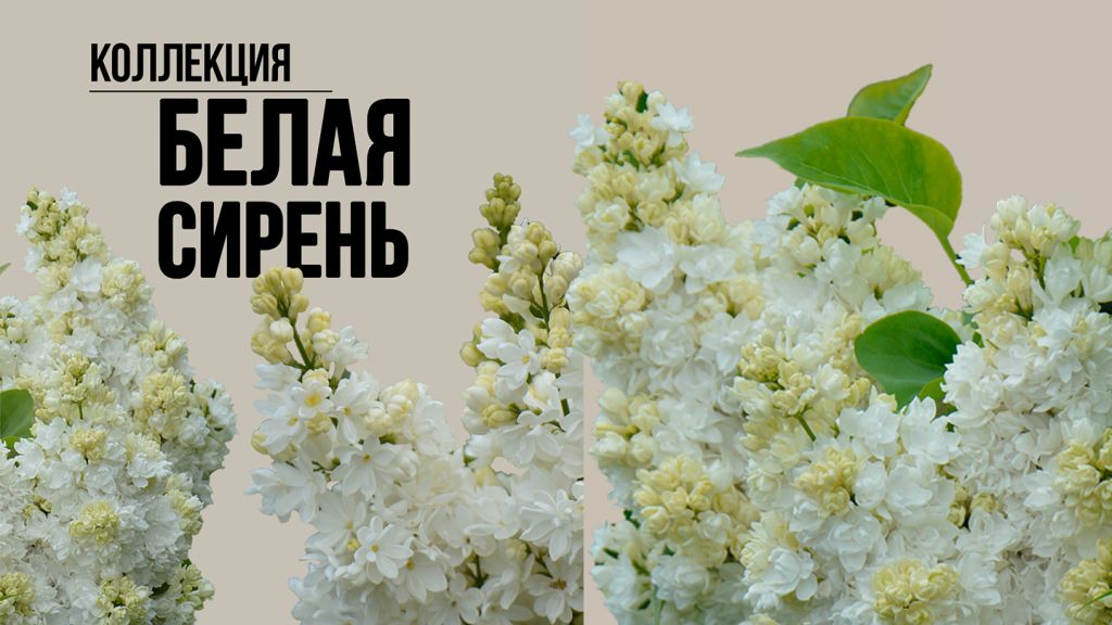 Топ сорта белой сирени, лучшие сорта белой сирени, белая сирень оптом, сирень оптом, саженцы сирени опт