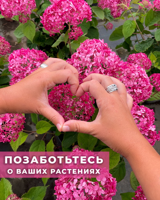 Как сохранить растения после резкого перепада температур! Как сохранить растения после резкого перепада температур!