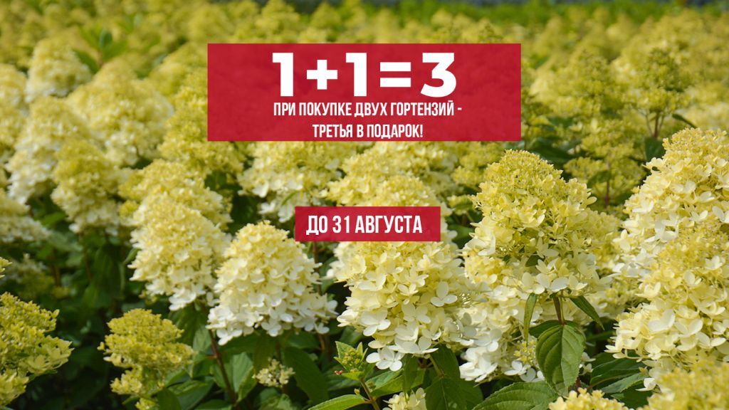 Акция на гортензии в питомнике ЁЛЫ-ПАЛЫ. Акция на гортензии в питомнике ЁЛЫ-ПАЛЫ.