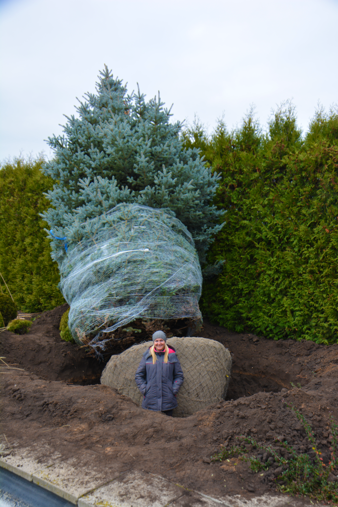 Ель колючая `Фэт Альберт`Фат Альберт, голубая ель, сортовая голубая ель для сада