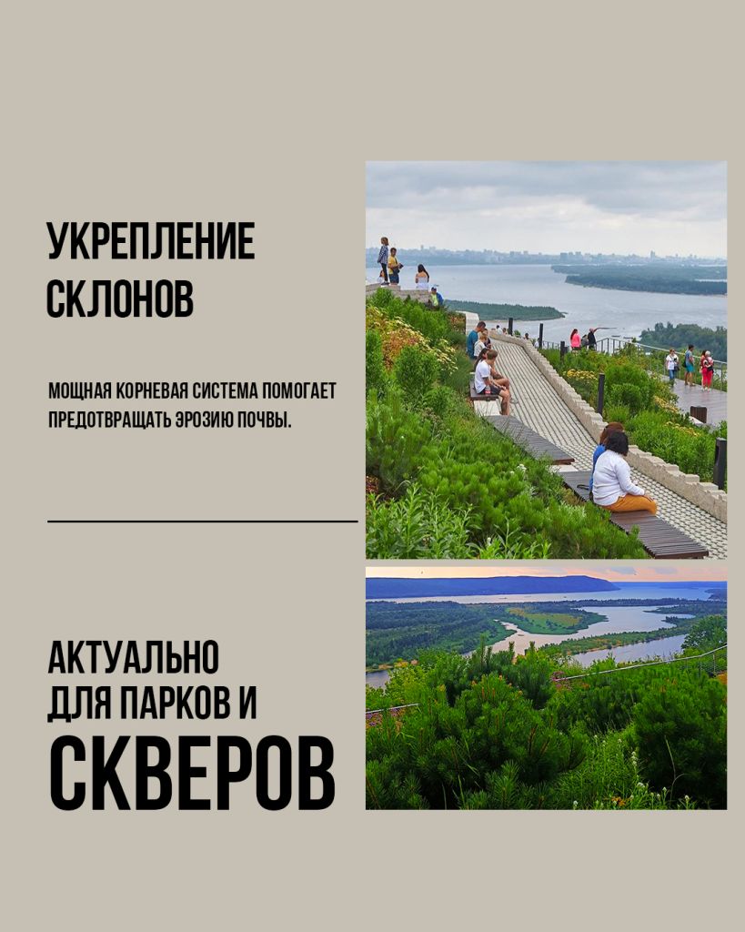 Сосна Мугус для укрепления склонов. Сосна Мугус на склоне, вертолётная площадка в Самаре, Вертолётка Самара