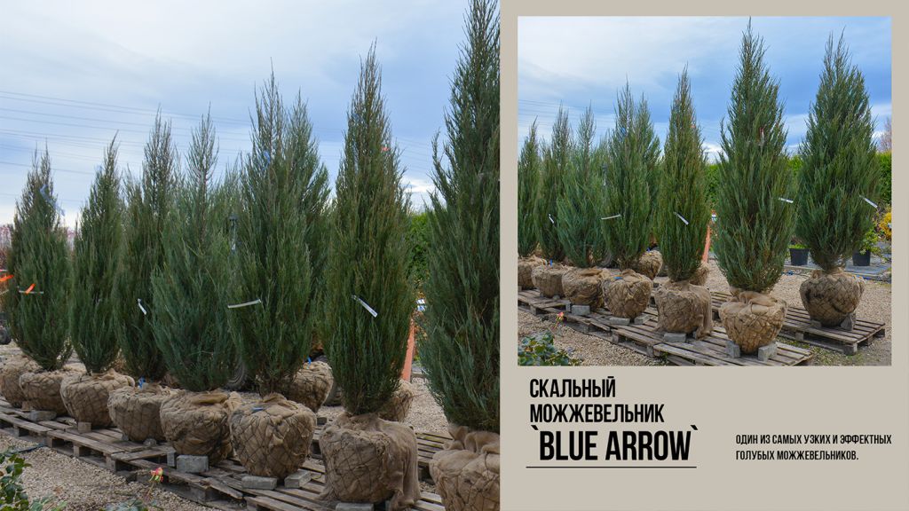 можжевельник скальный `Blue Arrow` Блю эрроу