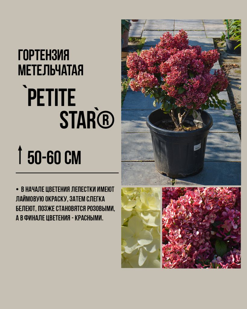 Петит стар Petite Star ®, яркая метельчатая гортензия, самая красивая метельчатая гортензия, красные сорта метельчатых гортензий, яркие гортензии для маленького сада