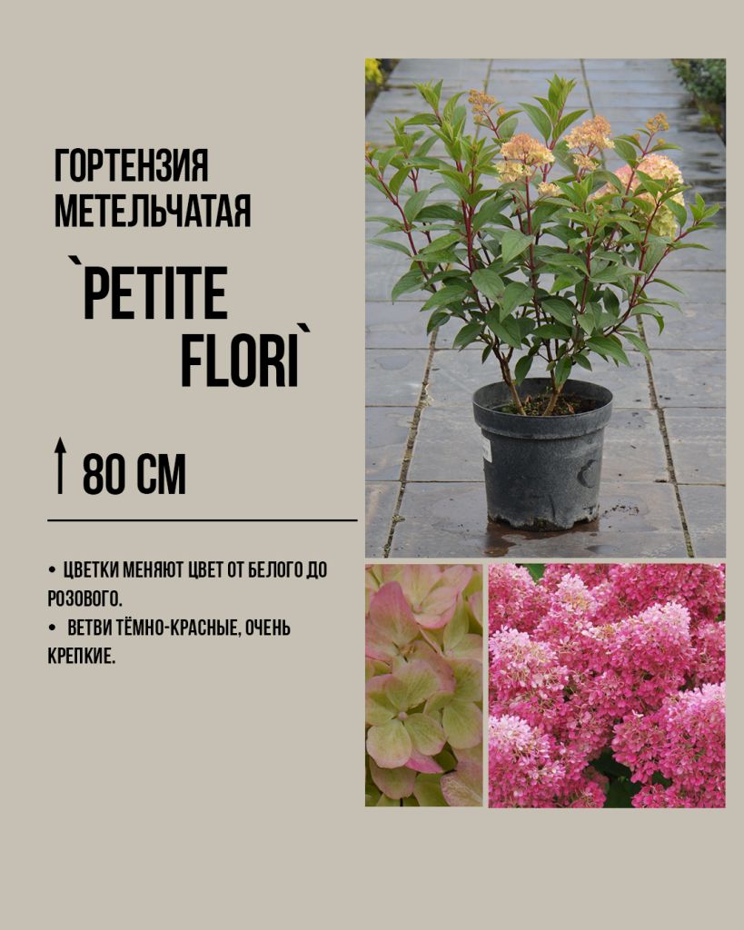 Петит флори Petite Flori (PBR)
