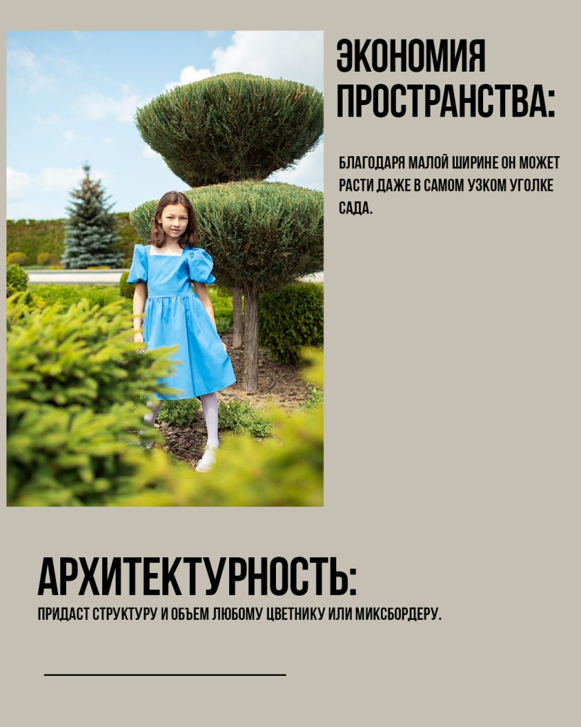 крупномеры оптом скальный можжевельник