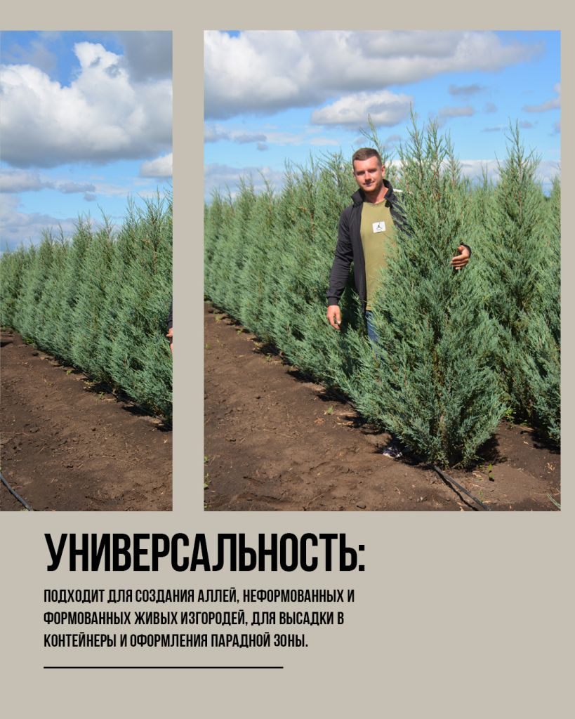 Блю эрроу можжевельник в ландшафтном дизайне